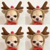 Chrimas Dog Winter Warm Clothing Cute Plush Coat Hoodies Pet Costume Jacket For Puppy Cat French Bulldog Chihuahua Small Dog Clothing - Coffee - XS