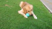 Dog Leakage Toy, Round Jar Bottle Shape Dog Chew Toys, Dogs Puppies Teething Clean Aggressive Chewer, Pets Safe Bite Chew Toys - Blue